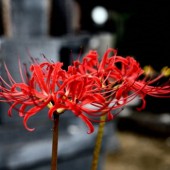 Bỉ ngạn: Sắc đỏ ma mị của mùa thu Nhật Bản